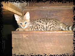 Savannah Kitten